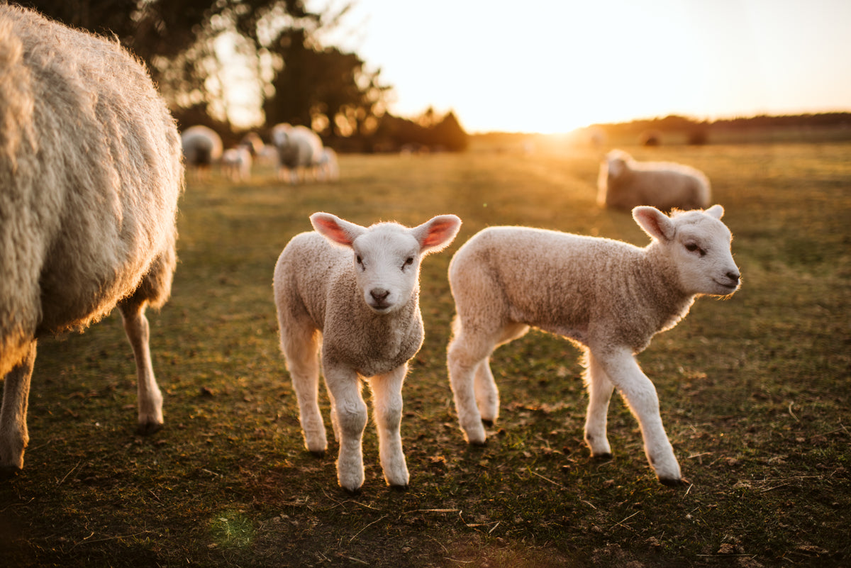 Lamb (deposit on reservation)