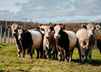 Baby Beef (deposit on reservation)